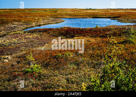 Miscou Island interpretierende Moor Boardwalk Miscou, New Brunswick, CA Stockfoto