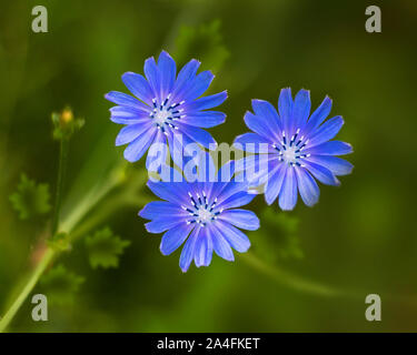 Gemeinsame Chicorée oder willd Chicorée Blume, Familie Asteraceae, in der Regel mit leuchtend blauen Blüten. Rom Italien. Stockfoto