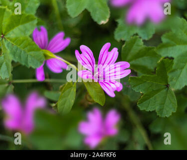 Malva Sylvestris ist eine Pflanzenart aus der Gattung der Malve Malva in der Familie der Malvaceae und gilt als die einzige Art der Gattung zu sein. Stockfoto