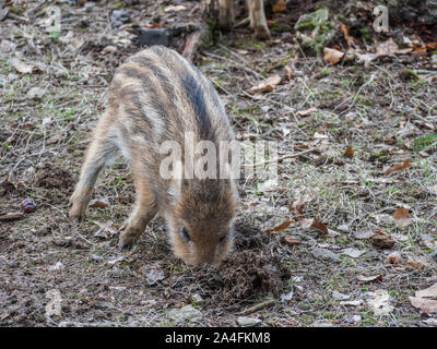 Panorama der Wildschweine im Wald Stockfoto