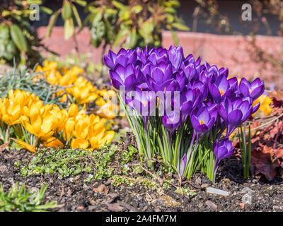 Primrose im Garten bed Stockfoto