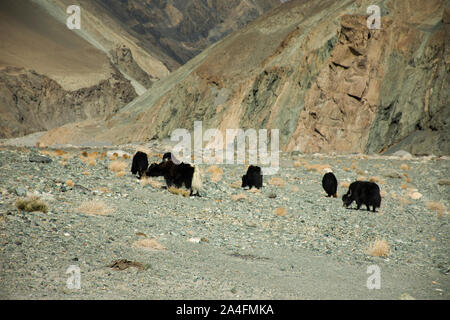 Anzeigen Landschaft mit Himalaya Berge und Yaks oder Bos grunniens Essen bei Grünland auf diskit Turtok Autobahn und Pangong Lake road während der Winter Stockfoto