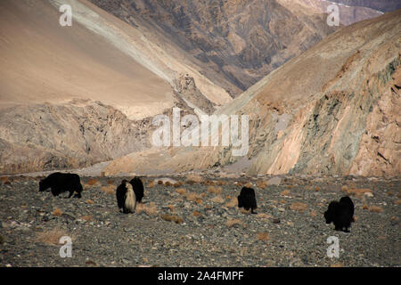 Anzeigen Landschaft mit Himalaya Berge und Yaks oder Bos grunniens Essen bei Grünland auf diskit Turtok Autobahn und Pangong Lake road während der Winter Stockfoto