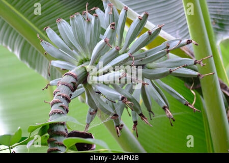 Junge Banane Früchte wachsen in tropischen Gewächshaus in Großbritannien Stockfoto