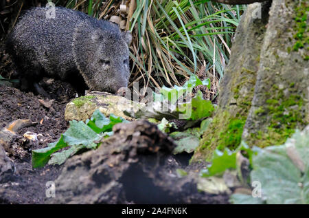 Ein erwachsener Collared peccary (Pecari tajacu) snuffling im Unterholz für Lebensmittel (Captive) Stockfoto