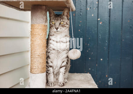 Grau und weiß gefleckte Katze sitzt auf einem kratzbaum Stockfoto