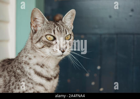 Nahaufnahme von grau und weiß gefleckte Hauskatze Stockfoto