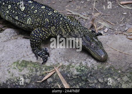 Krokodil Waran (Varanus salvadorii) zu Fuß entlang dem Boden (Captive) Stockfoto