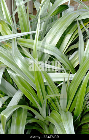 Nahaufnahme der Laub der Astelia chathamica ilver Speer' draußen wachsen im südlichen England im frühen Herbst Stockfoto