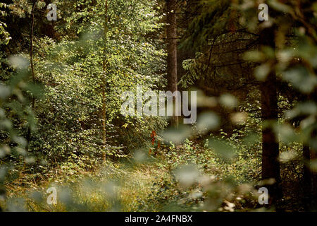 Beautiful idyllic forest scenery of a green mixed forest in Bavaria, Germany on a sunny late summer day in September Stockfoto