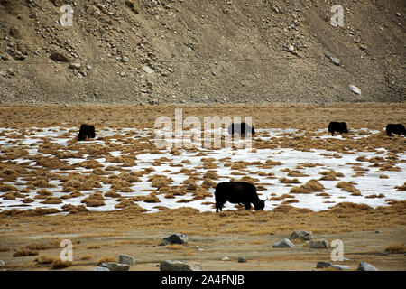 Anzeigen Landschaft mit Himalaya Berge und Yaks oder Bos grunniens Essen bei Grünland auf diskit Turtok Autobahn und Pangong Lake road während der Winter Stockfoto