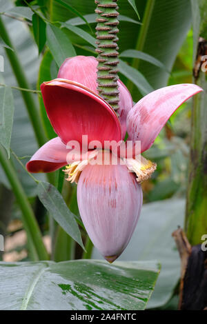 England, UK. Junge Banane Obst in einem Konservatorium in Großbritannien wächst Stockfoto