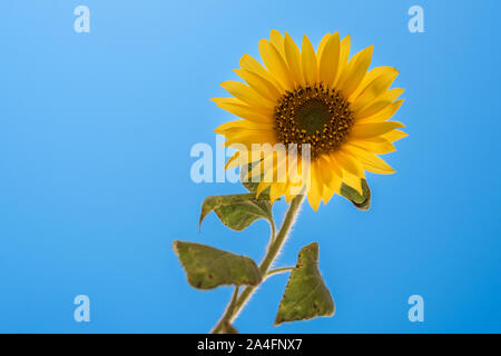 Nahaufnahme der einzelnen Sonnenblume gegen den blauen Himmel in Frankreich Stockfoto