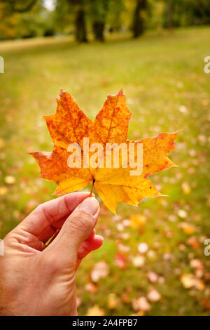 Kaukasische männliche Hand hält eine schöne gelbe und orange Herbst Blatt eines Ahorn Baum vor eine grüne Wiese mit mehr Herbstlaub im Oktober i Stockfoto