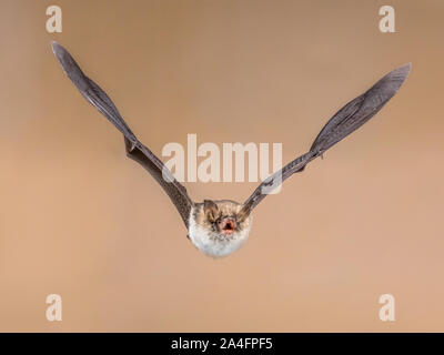 Flying Natterer von bat (Myotis nattereri) Action Shot der Jagd Tier auf hellen braunen Hintergrund. Diese Sorte ist mittelgroß mit distictive Weiß Stockfoto