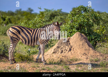 Zebra in der Nähe von Termite Damm in Krüger Nationalpark Südafrika Stockfoto
