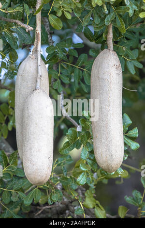 Obst Wurst Baum (Kigelia Africana) in den Krüger National Park, Südafrika Stockfoto