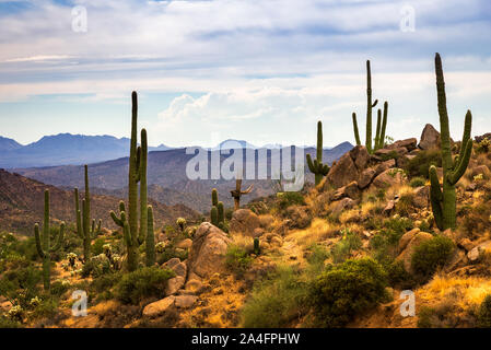 Wüste Landschaft Blick von der Straße zu vier Gipfeln in den Superstition Mountains in Arizona. Stockfoto