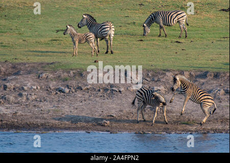 Burchell Zebras (Equus Burchelli), Chobe Nationalpark, Botswana Stockfoto