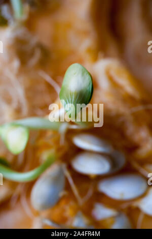 Kürbis Samen keimen und faserigen Strähnen innerhalb schneiden Kürbis. Flache Tiefenschärfe Stockfoto