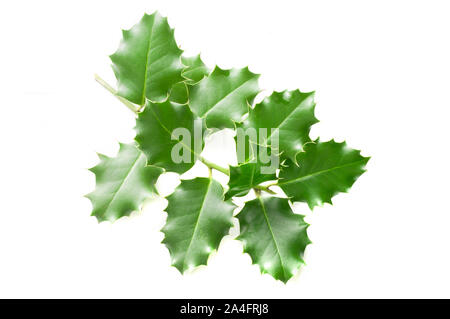 Strahlende Weihnachten holly Blätter auf weißem Hintergrund Stockfoto