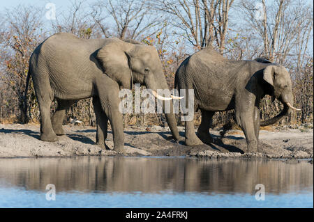 Afrikanische Elefanten (Loxodonta africana), Khwai Konzession, Okavango Delta, Botswana. Stockfoto