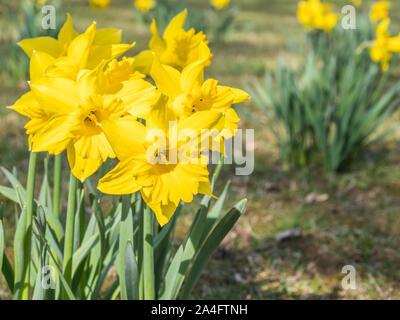 Blühenden Narzissen im Frühjahr Stockfoto