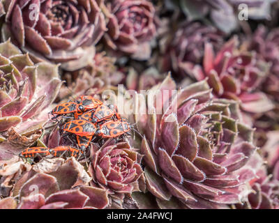 Feuer Bugs im Garten Stockfoto