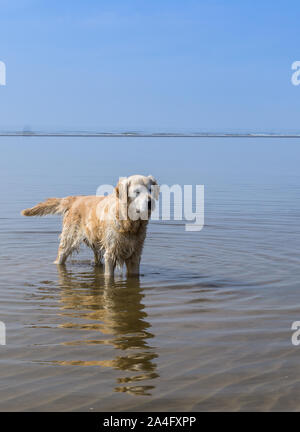 Hund Baden in der Nordsee Stockfoto