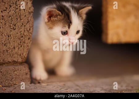 Weiß kleines Kätzchen mit braunen Flecken. Cute Kitty Closeup Portrait outdoor. Little Hunter. Stockfoto