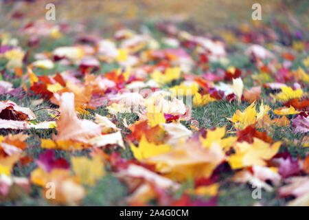 Foto hintergrund herbst schön bunt Ahornblätter auf dem Rasen im Park Stockfoto