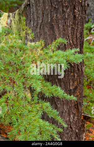 Mountain hemlock, Olallie Lake Scenic Area, Pacific Crest National Scenic Trail, Mt Hood National Forest, Oregon Stockfoto