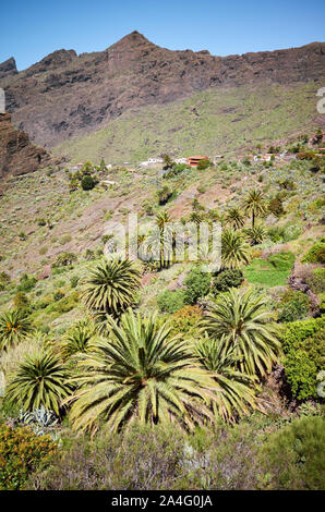 Palmen auf Teno Massiv steilen Hang, Teneriffa, Spanien. Stockfoto