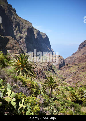 Palmen und Opuntia auf Teno Massiv steile Hänge, Teneriffa, Spanien. Stockfoto