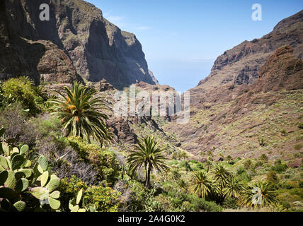 Palmen und Opuntia auf Teno Massiv Pisten, Teneriffa, Spanien. Stockfoto