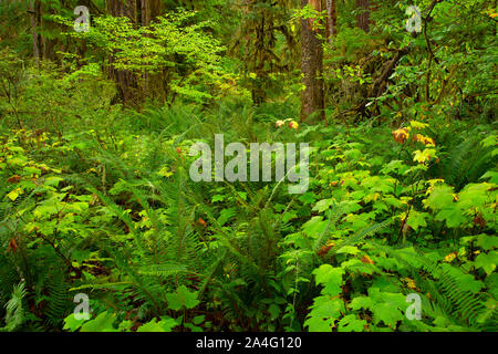 Alten Wald in der Nähe von Fall Creek, Willamette National Forest, Oregon Stockfoto