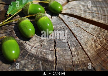 Das Bild zeigt die Eicheln auf einem Baumstamm im Sommer. Stockfoto