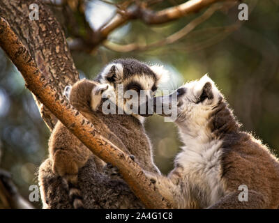 Männliche und weibliche Lemuren von Madagaskar mit ihren Jungen auf den Ästen eines Baumes Stockfoto