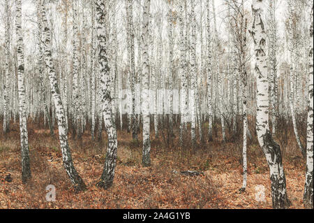 Birke im Herbst Wald. White birch ohne Laub auf einem Hintergrund von trockenem Gras. Herbst Natur Stockfoto