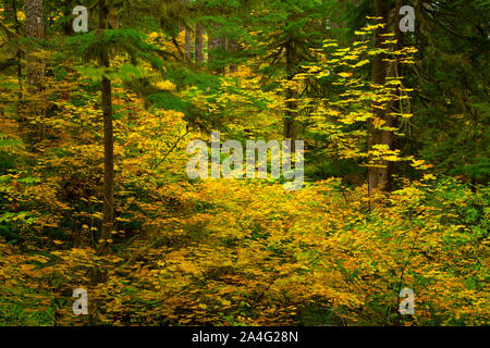 Wein-Ahorn (Acer Circinatum) im Herbst, Westen Kaskaden Scenic Byway, Willamette National Forest, Oregon Stockfoto