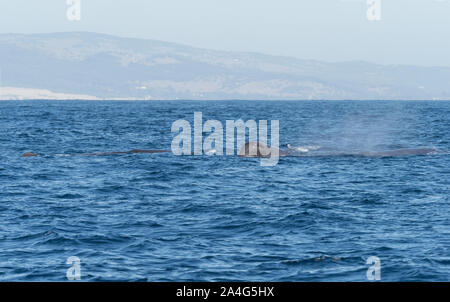 Drei Pottwale in der Straße von Gibraltar Stockfoto