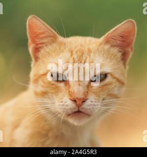 Ingwer Katze, Porträt, Nahaufnahme Gesicht mit einen interessanten Einblick. Stockfoto