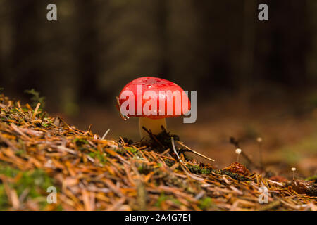Psathyrella emetica gemeinhin als sickener ein giftiger Pilz mit einem roten Kappe in Laub- und Mischwäldern bekannt Stockfoto