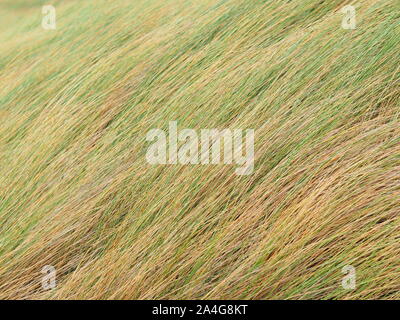 Schilf im Wind auf einem Damm in Zeeland, Niederlande Stockfoto