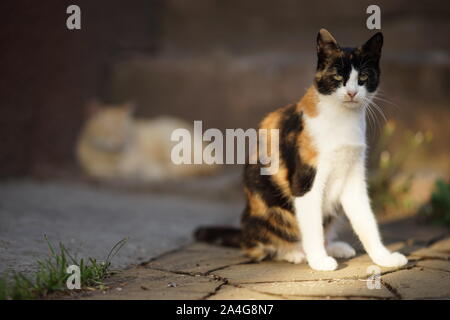 Dreifarbige Katze sitzt im Freien auf dem Steinboden. Maneki Neko kitty im Sommer Garten entspannen. Stockfoto