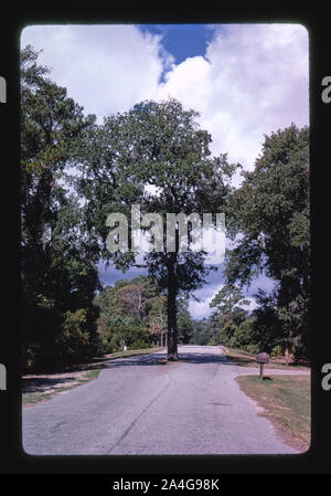 Baum auf Straße, Hilton Head, South Carolina Stockfoto