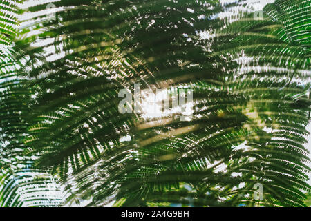 Sonne scheint durch Regenwald Blätter Stockfoto