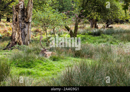 Einen männlichen Damwild (als Buck) gesehen Peaking aus dem Gestrüpp, in Cheshire, England bekannt. Stockfoto