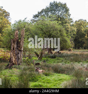 Einen männlichen Damwild (als Buck) gesehen Peaking aus dem Gestrüpp, in Cheshire, England bekannt. Stockfoto