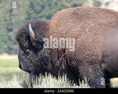 Ein Kopf und Schultern Nahaufnahme von einem männlichen Bisons im Yellowstone National Park Stockfoto